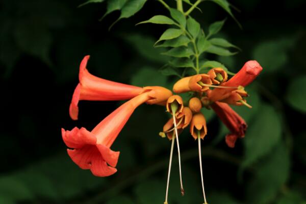 淩霄花移栽後多久發芽