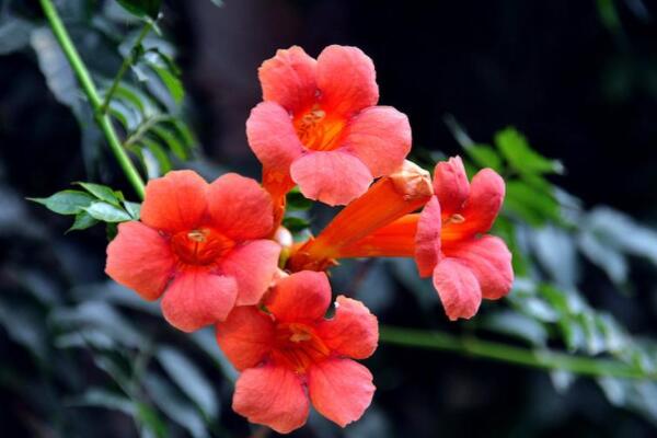 淩霄花移栽後多久發芽