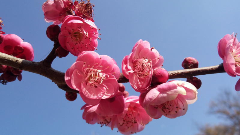 鬆紅梅的花語