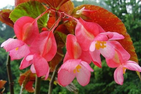 四季海棠開完花後修剪