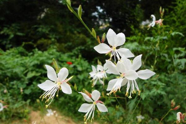 山桃草怎麼種植