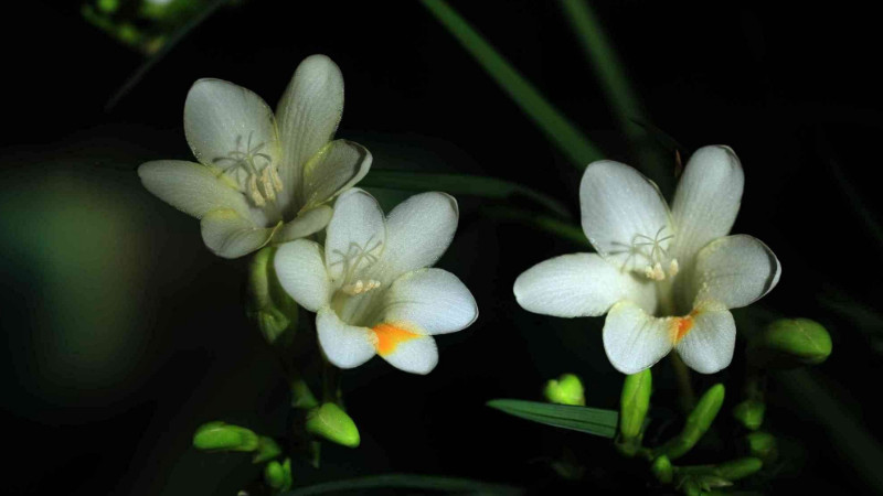 小蒼蘭開花後怎麼處理