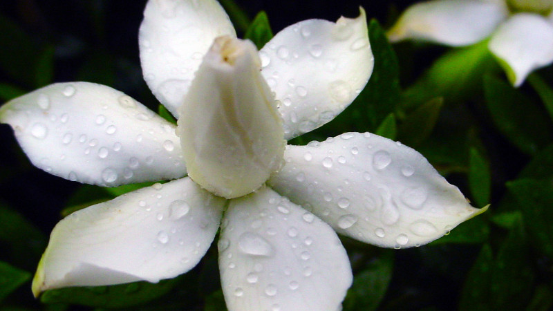 梔子花水培生根後移植