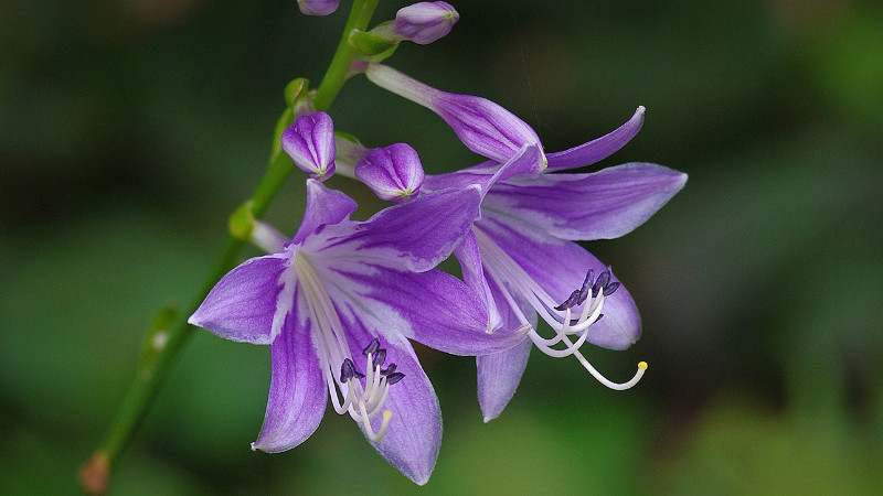 玉簪花怎樣種植