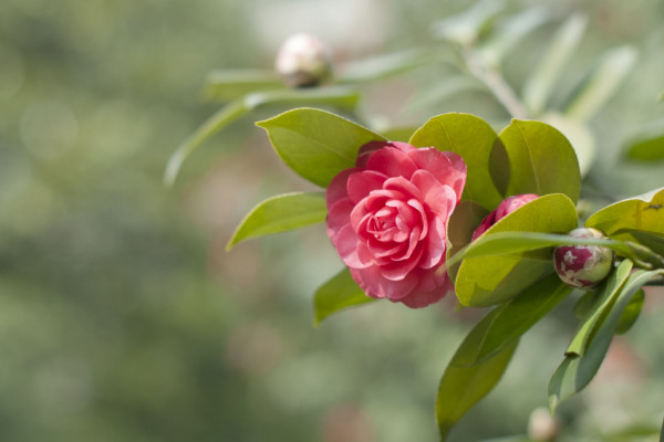 五色赤丹茶花怎麼修剪