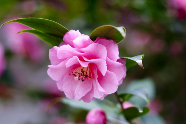 五色赤丹茶花怎麼栽培