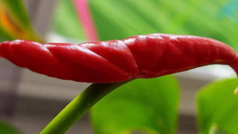 冬季紅掌蔫了怎麼辦