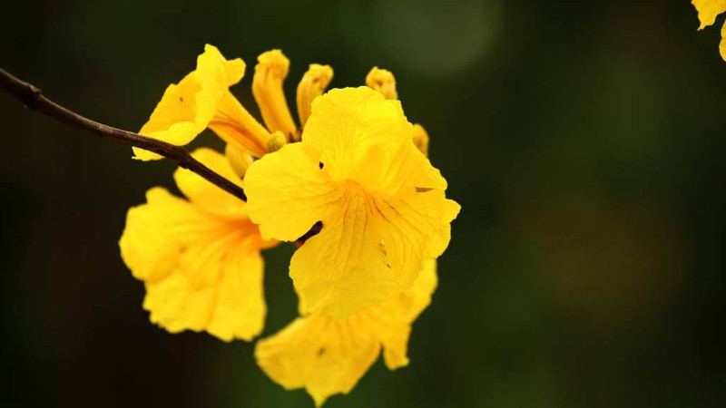 風鈴花黃葉怎麼處理