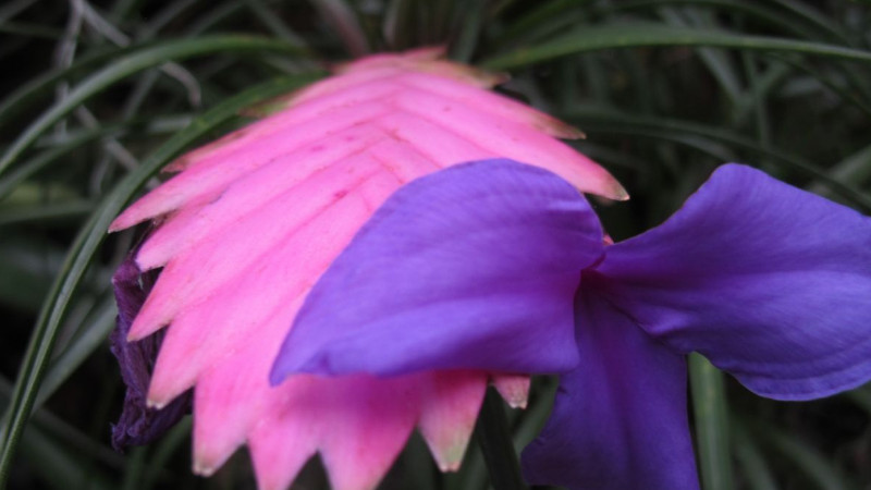 紫花鳳梨開過花怎麼養