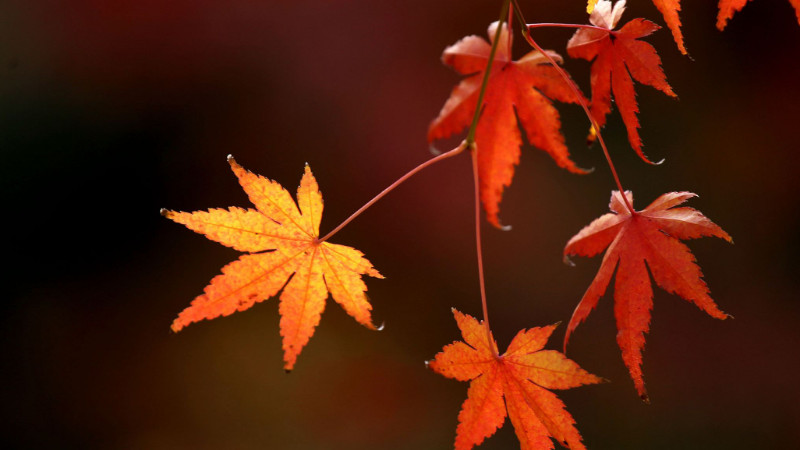 主幹紅楓怎麼發芽