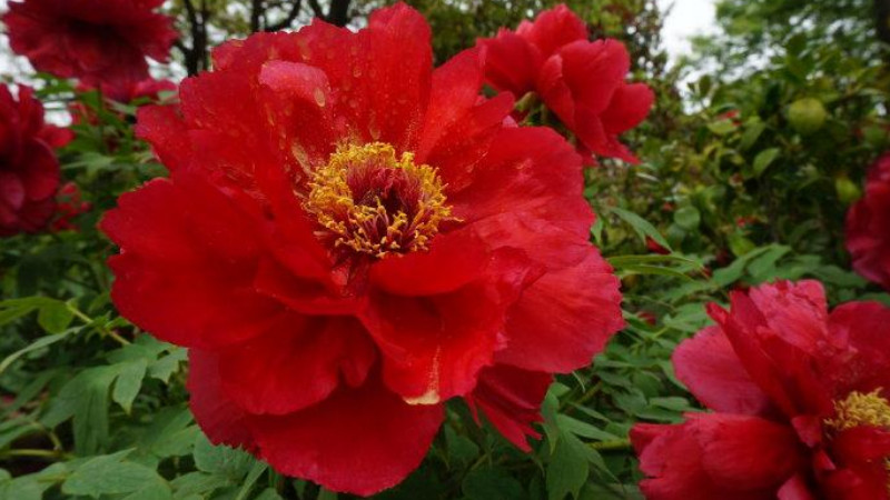 狀元紅花怎麼養