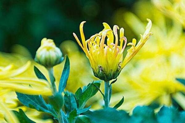 四季菊花敗後怎麼修剪