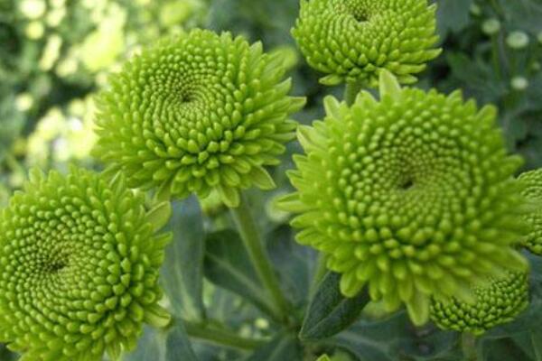 多頭菊開花後怎麼修剪