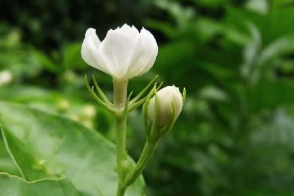 夏季茉莉花扡插繁殖