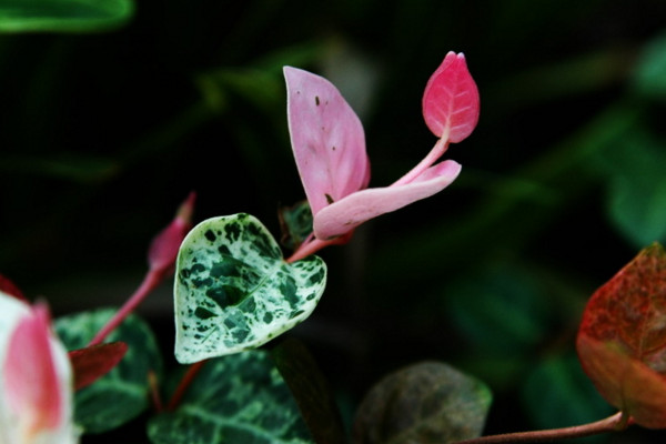 花葉絡石為什麼掉葉子