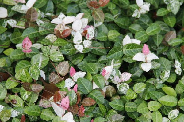 花葉絡石為什麼掉葉子