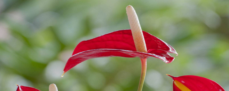 紅掌花枯萎了怎麼辦