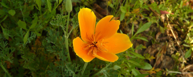 花菱草種子怎麼種