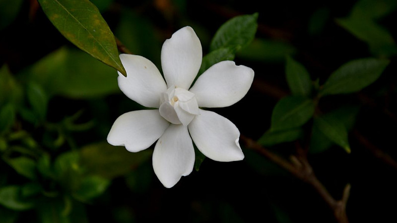 梔子花不發芽怎麼辦