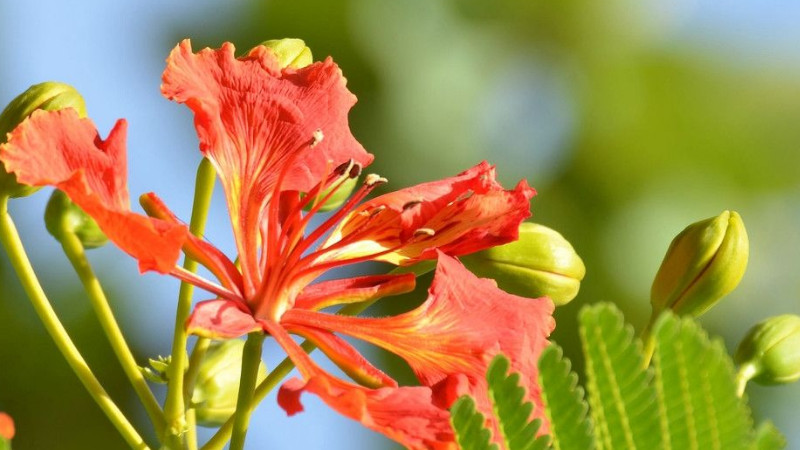 鳳凰花怎麼種植