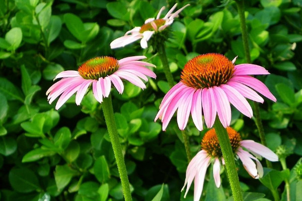 鬆果菊開花後怎樣修枝