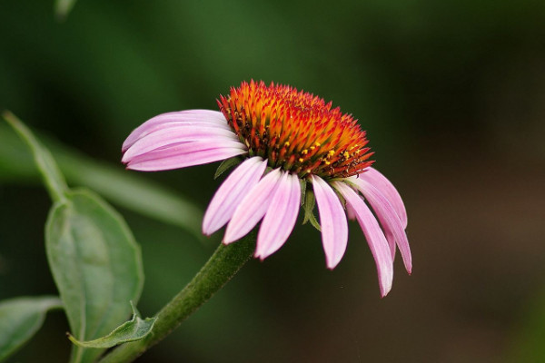 怎樣養鬆果菊