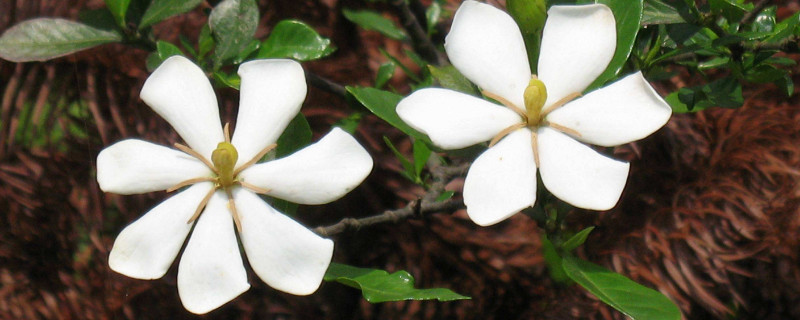 小葉梔子花移植枯萎怎麼辦