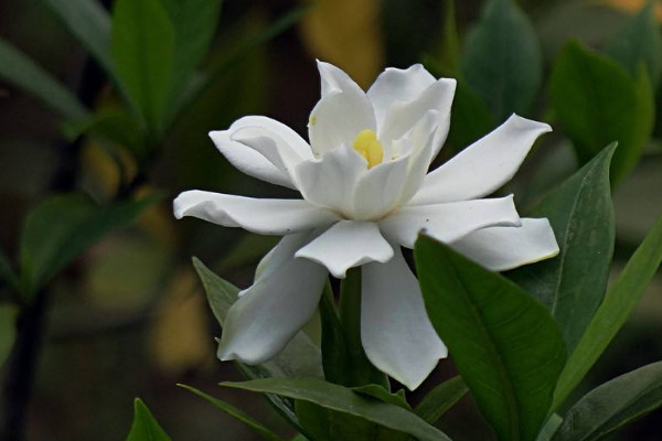 小葉梔子花移植枯萎怎麼辦