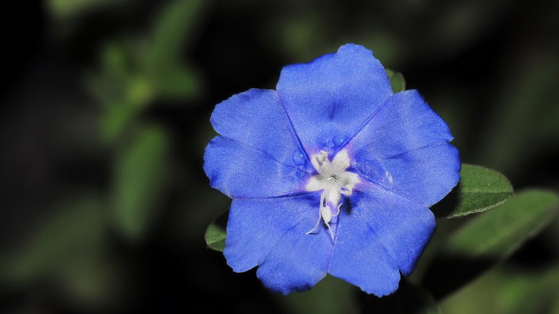 日本藍星花怎麼養