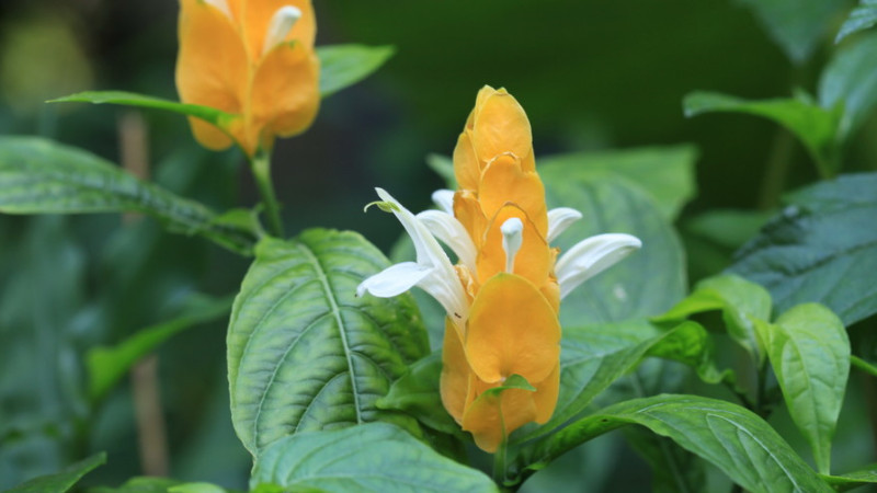 金苞花不開花怎麼辦