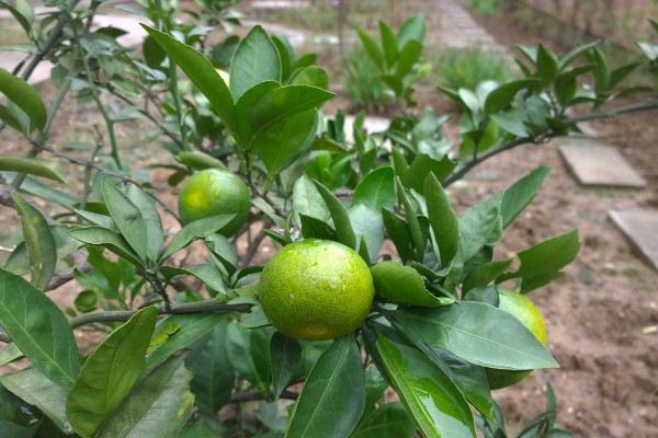 桔子樹枯萎怎麼辦