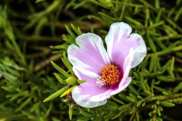 太陽花發芽了怎麼處理