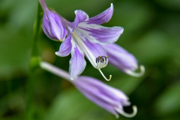 玉簪花怎麼澆水