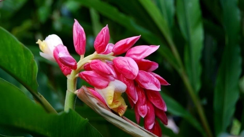 薑花怎麼水養