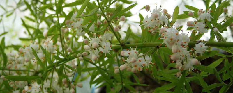 天門冬為什麼不開花