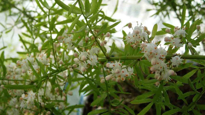 天門冬為什麼不開花