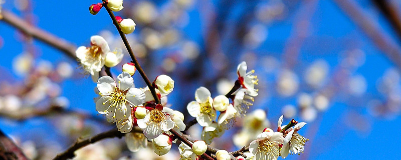 梅花怎麼摘心