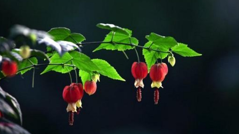 蔓性風鈴花怎麼搭架