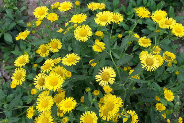 小雛菊怎麼醒花