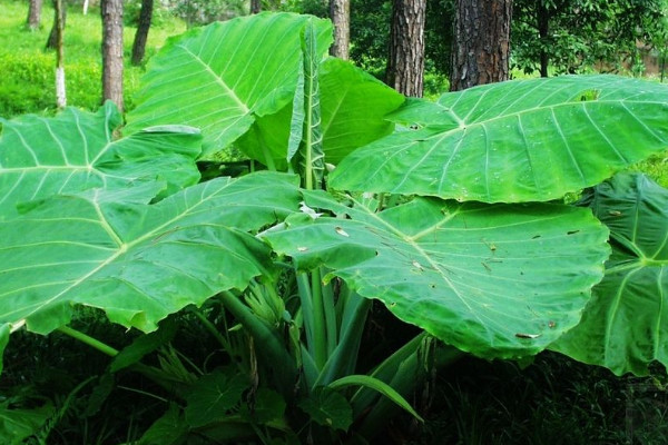 大野芋怎樣盆養