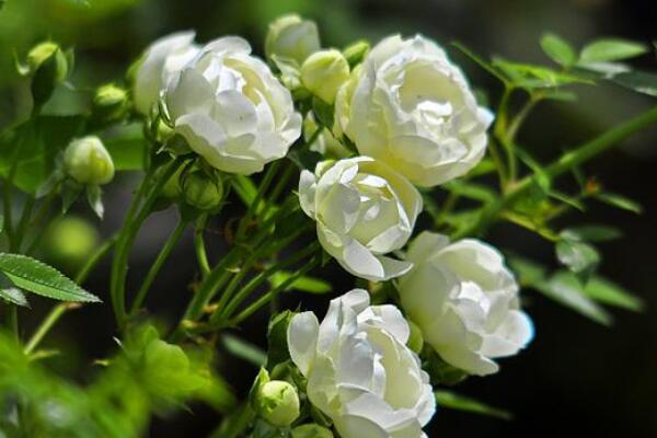 木香花怎麼牽引