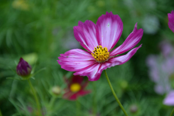 格桑花倒伏後怎麼辦