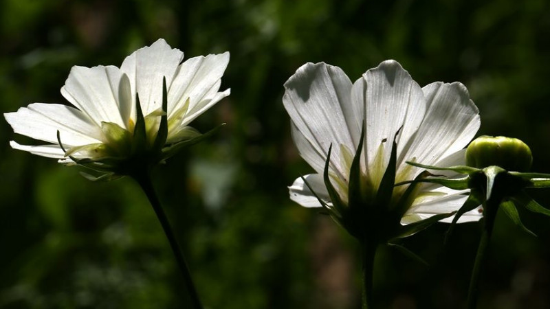 白色格桑花的花語