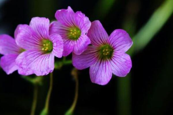 酢漿草發芽了怎麼種