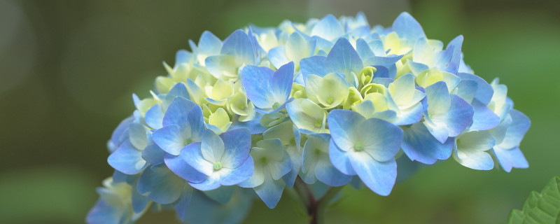 繡球花夏天怎麼養護