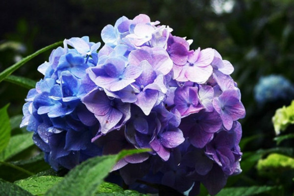 繡球花夏天怎麼養護