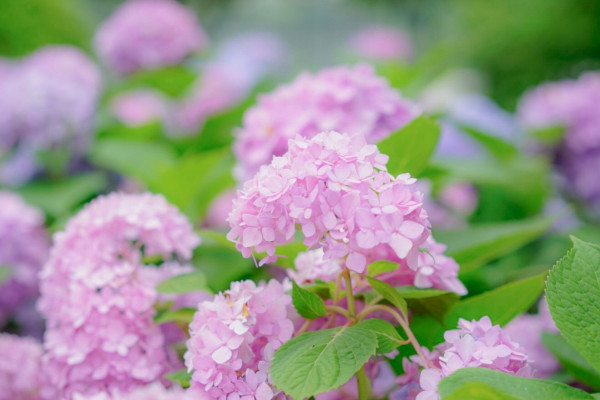 繡球花夏天怎麼養護