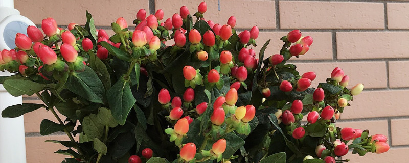 紅豆鮮花怎麼養