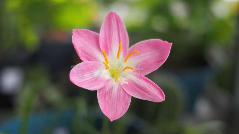 風雨蘭不開花是什麼原因