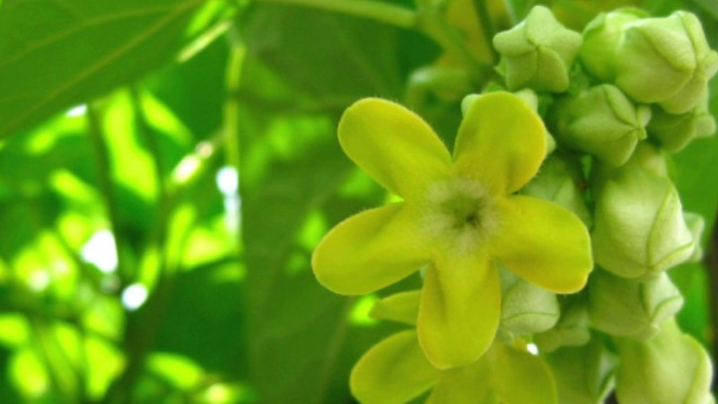 菜用夜香花栽培技術